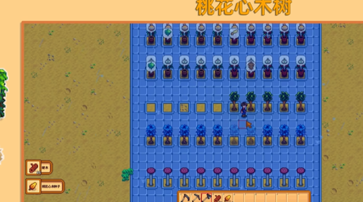 星露谷物语桃花心木长什么样